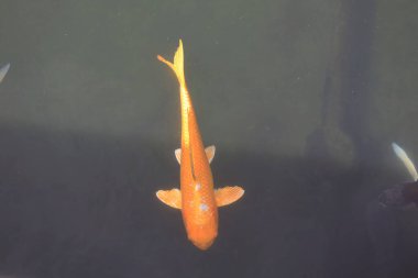 Doğa teması, havuzdaki Koi balığı. Yeşil, bahçe. 13 Haziran 2020