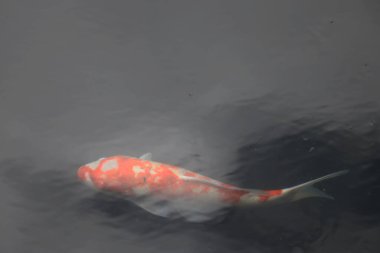 Doğa teması, havuzdaki Koi balığı. Yeşil, bahçe. 13 Haziran 2020