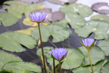 13 Haziran 2020 'de su damlası ya da nilüfer çiçeği.