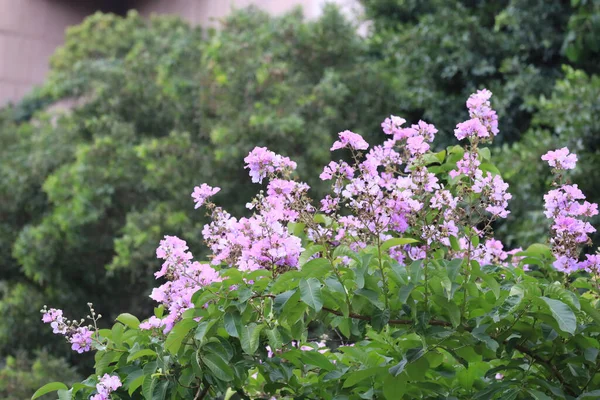 一种美丽的紫色红花菊花 June 2020 — 图库照片