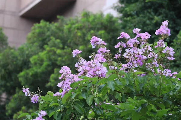 Красивый Фиолетовый Handroanthus Chrysotrichus Blossom Июня 2020 — стоковое фото