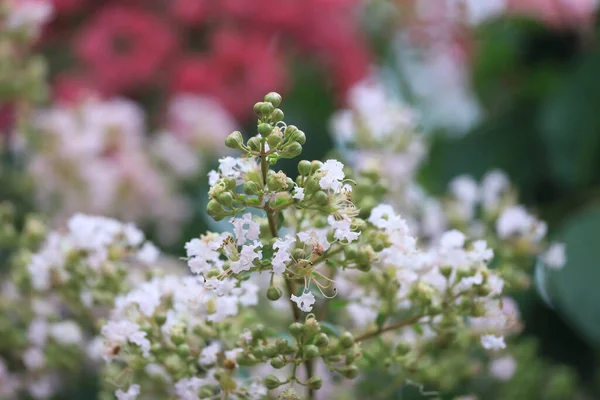 Kytice Čerstvé Lagerstroemia Indica Květ Kvetoucí Keř Zahradě — Stock fotografie