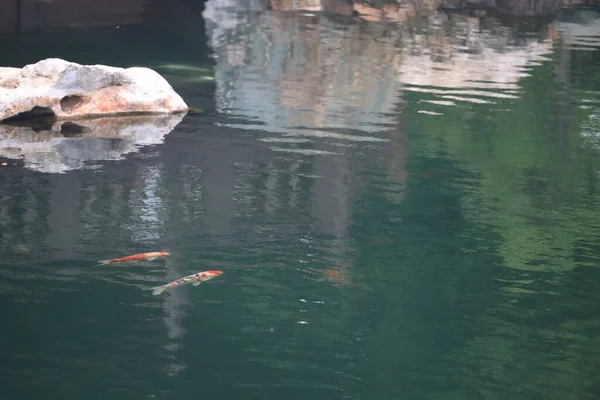 Tema Alam Koi Ikan Kolam Hijau Taman Juni 2020 — Stok Foto