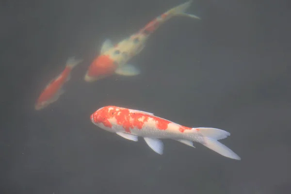 Das Thema Der Natur Koi Fische Teich Grün Garten Juni — Stockfoto