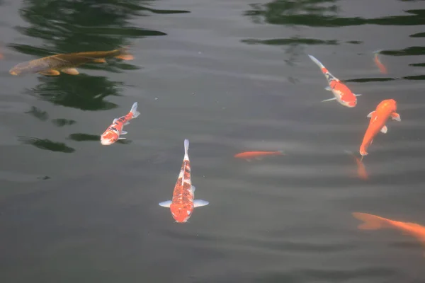 Tema Natureza Koi Peixe Uma Lagoa Verde Jardim Junho 2020 — Fotografia de Stock