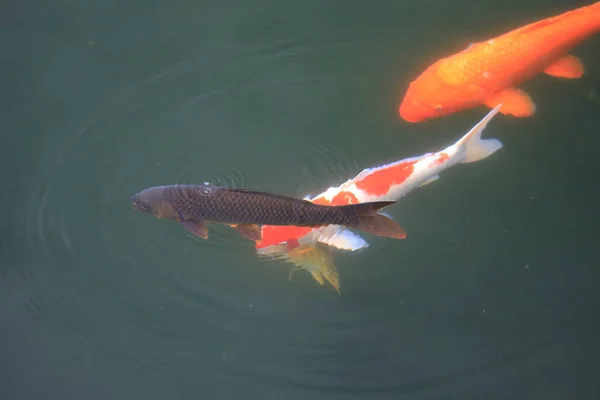 Het Thema Van Natuur Koi Vis Waterplas Groen Tuin Juni — Stockfoto