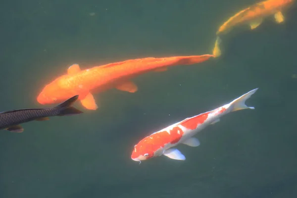 Das Thema Der Natur Koi Fische Teich Grün Garten Juni — Stockfoto