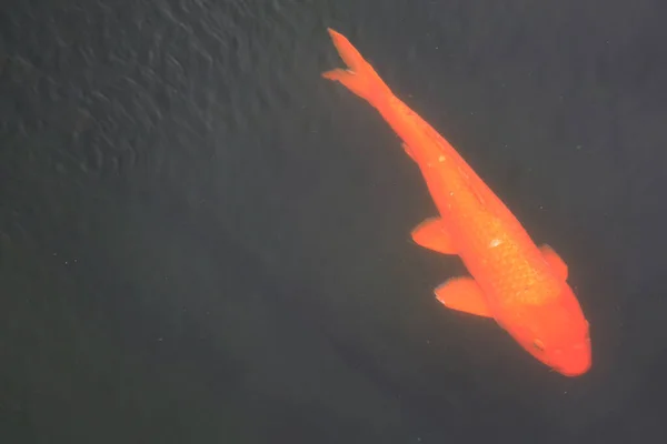 自然をテーマに池の鯉 2020年6月13日 — ストック写真