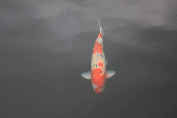 자연의 주제인 연못에 물고기가 고이입니다 2020 — 스톡 사진