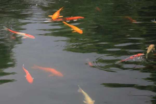 Tema Naturaleza Peces Koi Estanque Verde Jardín Junio 2020 —  Fotos de Stock