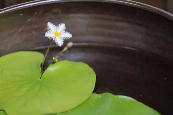 Beautiful Pink Waterlily Lotus Flower Pon — Stock Photo, Image