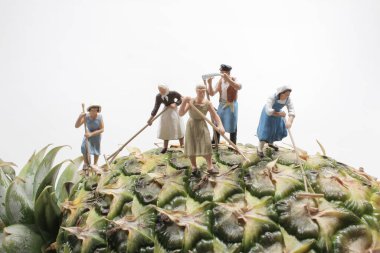 Ananas tarlalarında hasat yapan çiftçi. Ananas tarlalarında çalışanlar