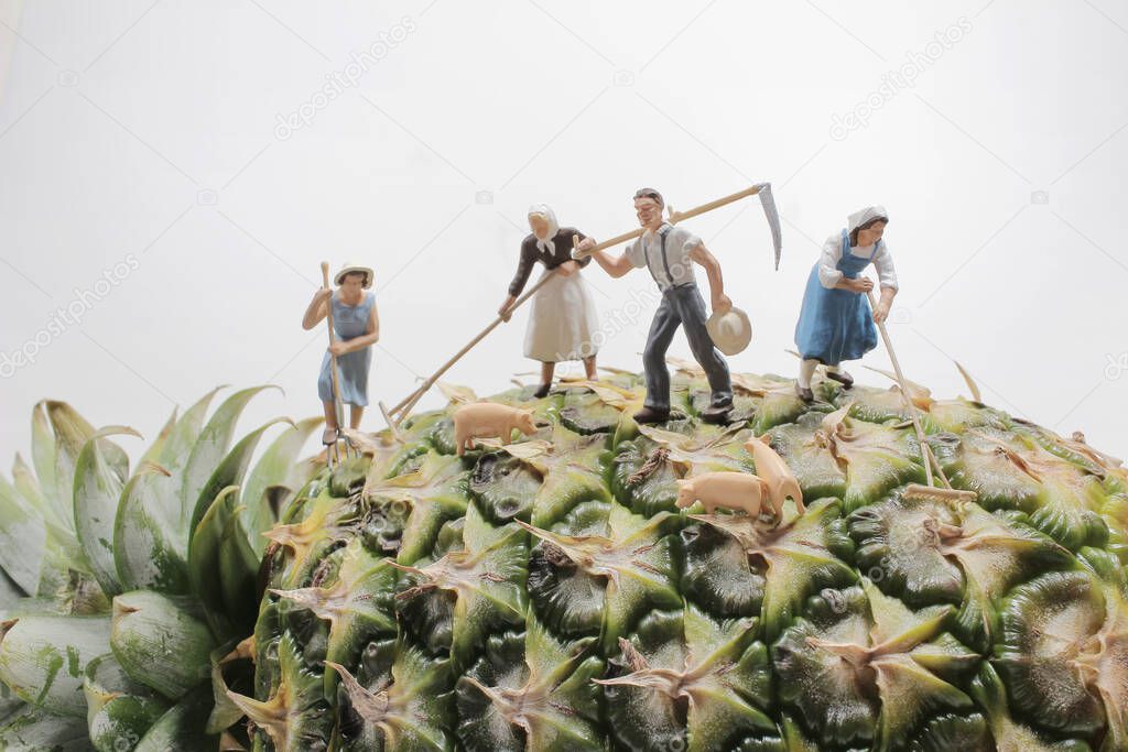 Farmer harvesting in pineapple plantations. workers in pineapple plantations