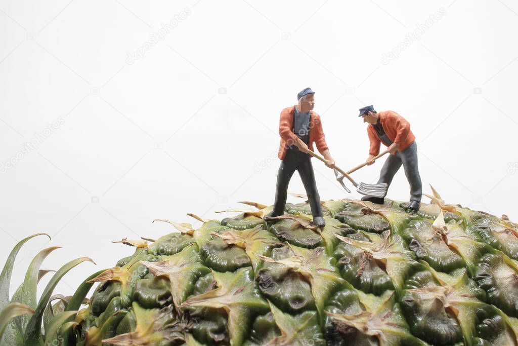 the mini of workers in pineapple plantations