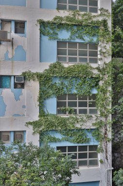 29 Nisan 2020, Virjinya 'nın sarmaşık duvarındaki beyaz pencere, hk