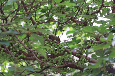 Sincaplar 1 Temmuz 2020 'de Sciuridae familyasının üyeleridir.