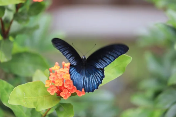 Beau Papillon Morpho Bleu Sur Une Branche Verte — Photo