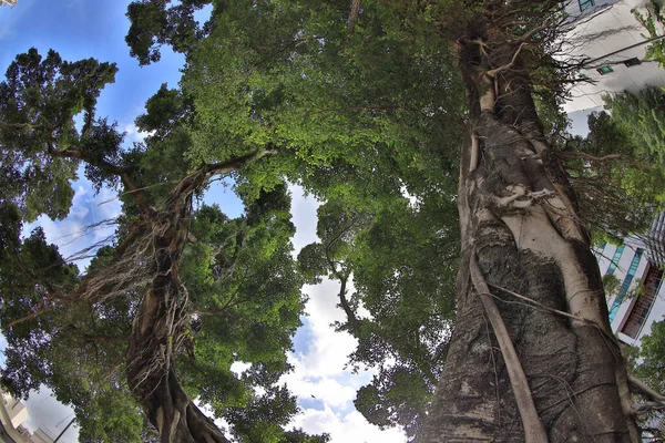 Uma Vista Árvores Verdes Floresta Dia Ensolarado Verão — Fotografia de Stock