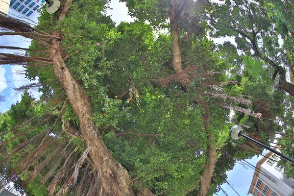 Uma Vista Árvores Verdes Floresta Dia Ensolarado Verão — Fotografia de Stock