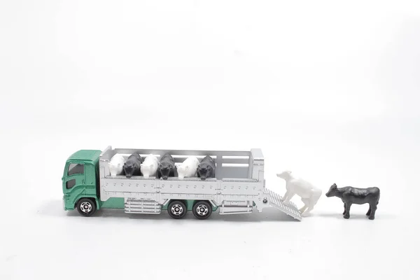 a scale of cow bull in lorry truck