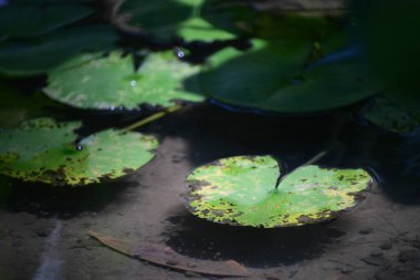Nilüfer havuzu ve yazın doğa geçmişi.