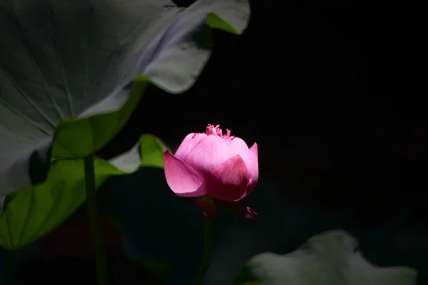 Lotus Pool Nature Background Summer — Stock Photo, Image