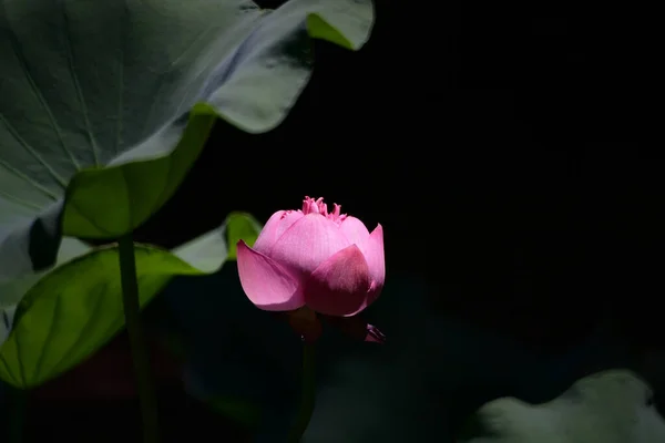 Lotus Pool Mit Naturhintergrund Sommer — Stockfoto