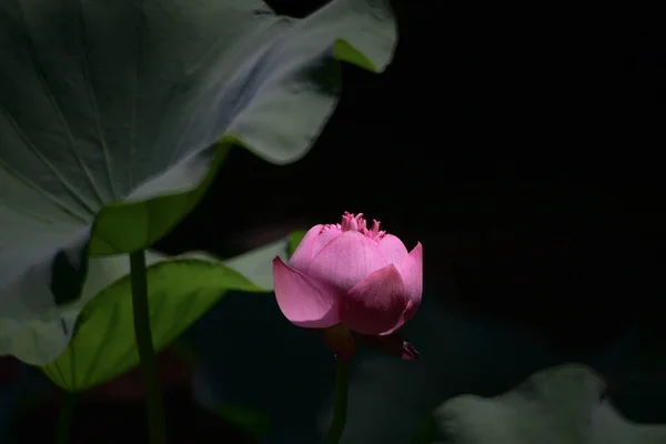 Lotus Pool Mit Naturhintergrund Sommer — Stockfoto