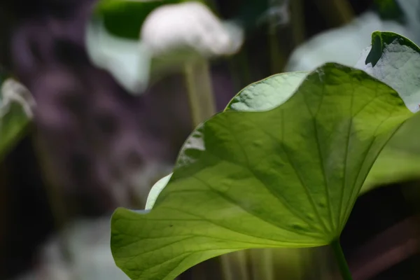 Piscine Lotus Avec Fond Nature Été — Photo