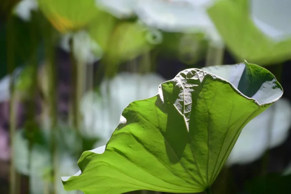 Piscine Lotus Avec Fond Nature Été — Photo