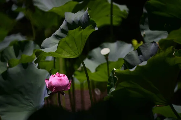 Lotus Zwembad Met Natuur Achtergrond Zomer — Stockfoto