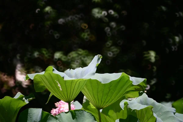 Piscina Loto Con Sfondo Naturale Estate — Foto Stock