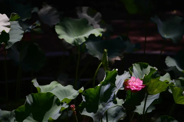 Piscine Lotus Avec Fond Nature Été — Photo