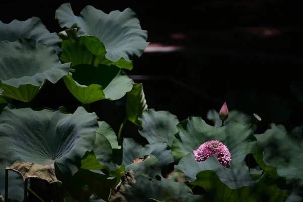 Лотосовий Басейн Фоном Природи Влітку — стокове фото