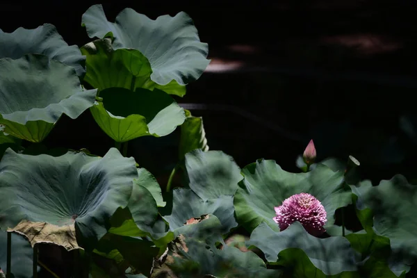 Lotuspool Med Natur Bakgrund Sommaren — Stockfoto