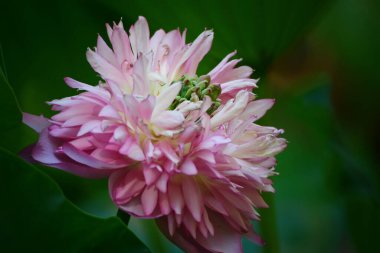 Nilüfer havuzu ve yazın doğa geçmişi.