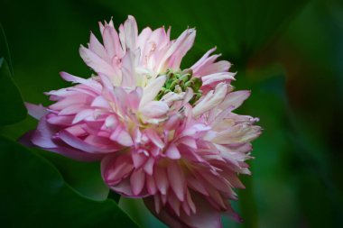 Nilüfer havuzu ve yazın doğa geçmişi.