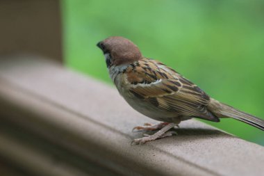 Bir ev serçesi (Passer domesticus) ahşap bir düğüm üzerinde tünemiştir.