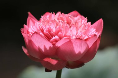 Nilüfer havuzu ve yazın doğa geçmişi.