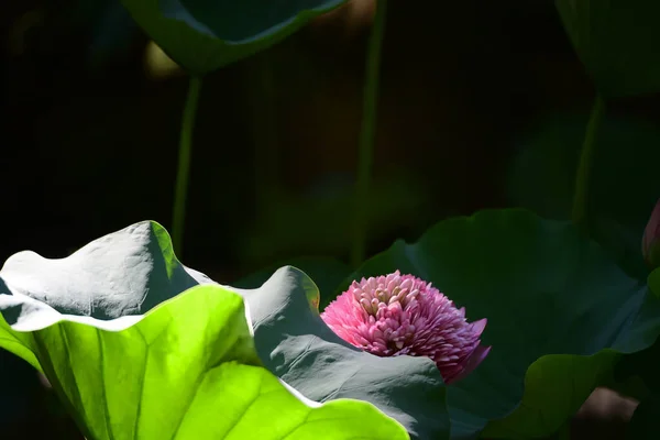 Lotuspool Med Natur Bakgrund Sommaren — Stockfoto