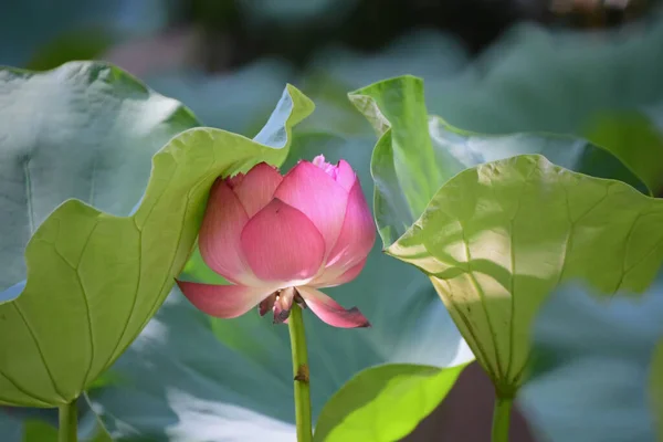 Lotus Pool Mit Naturhintergrund Sommer — Stockfoto