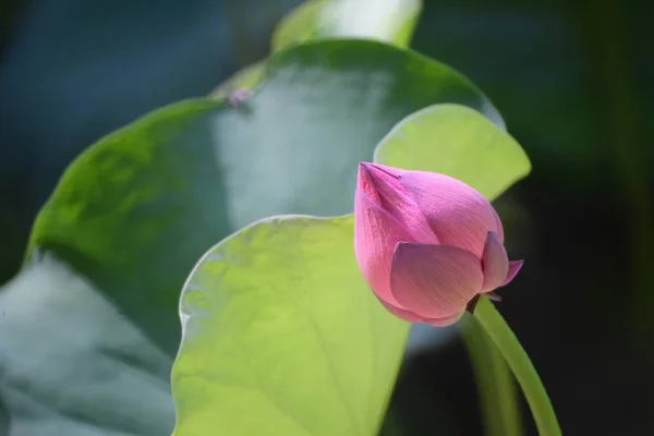 夏に自然を背景にした蓮のプール — ストック写真