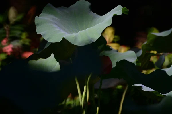 Lotus Zwembad Met Natuur Achtergrond Zomer — Stockfoto