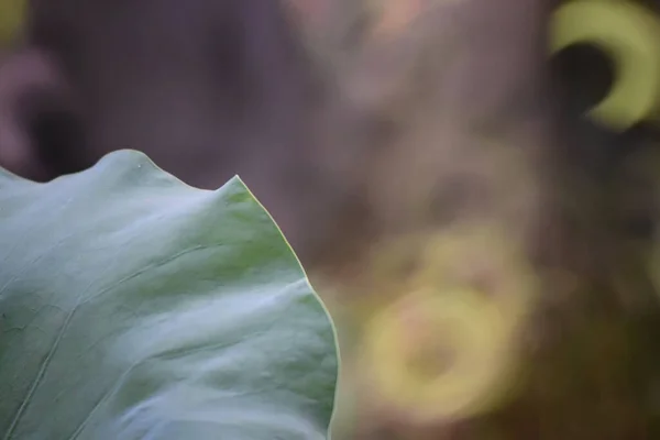 Lotus Zwembad Met Natuur Achtergrond Zomer — Stockfoto