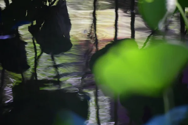 Piscina Loto Con Sfondo Naturale Estate — Foto Stock