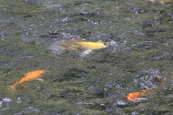 Peixe Koi Piscina Com Parque Natural — Fotografia de Stock