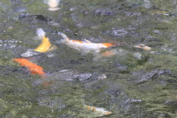 Ein Koi Fisch Pool Mit Naturpark — Stockfoto