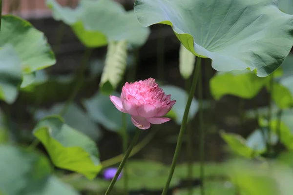Lotus Pool Nature Background Summer — Stock Photo, Image