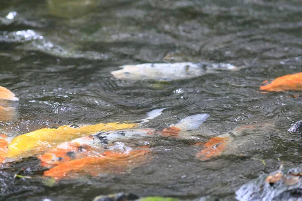 Ikan Koi Kolam Renang Dengan Taman Alam — Stok Foto