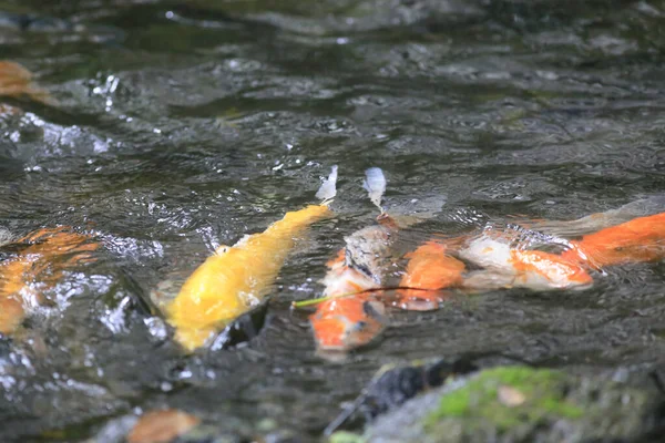 Ikan Koi Kolam Renang Dengan Taman Alam — Stok Foto